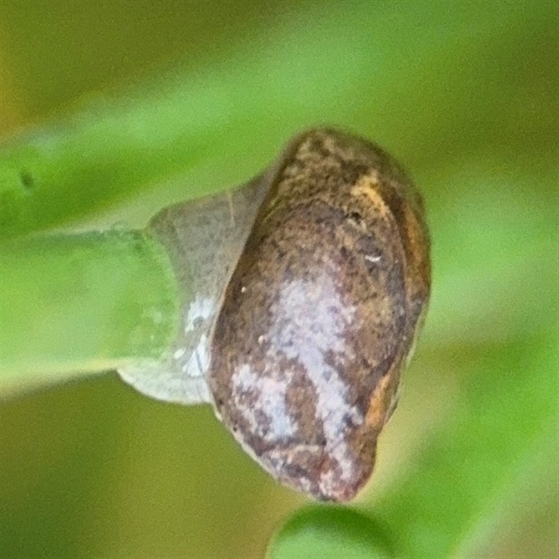 Oxyloma elegans