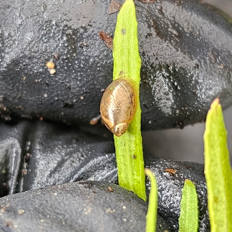 Oxyloma elegans