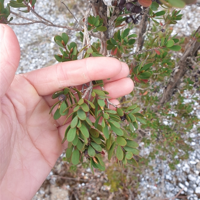 Leptospermum glaucescens