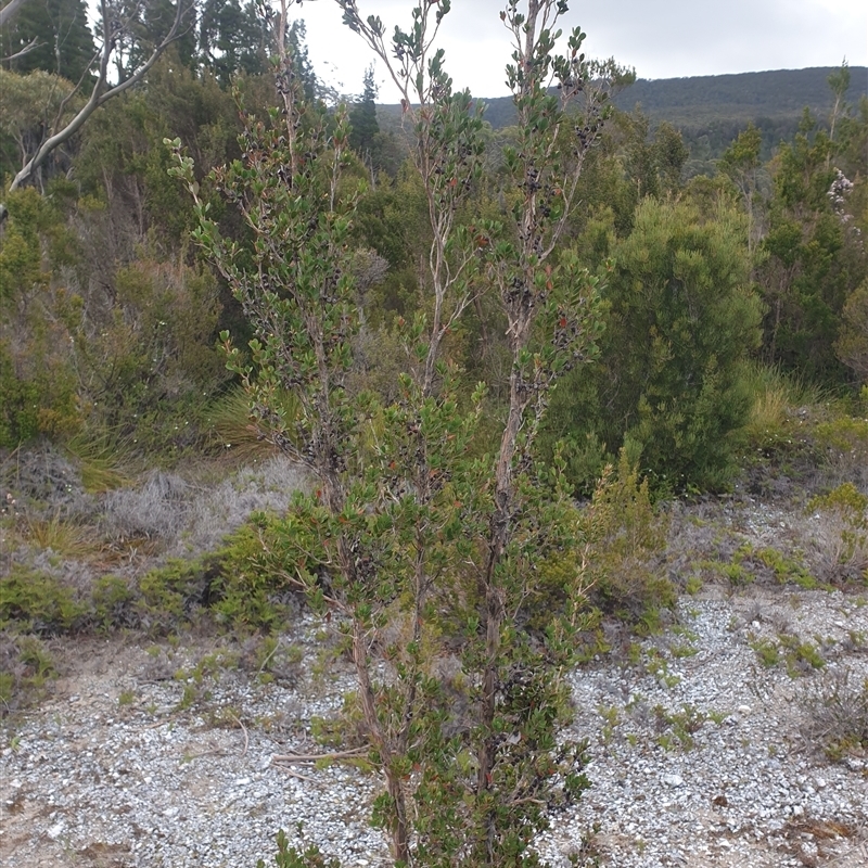 Leptospermum glaucescens