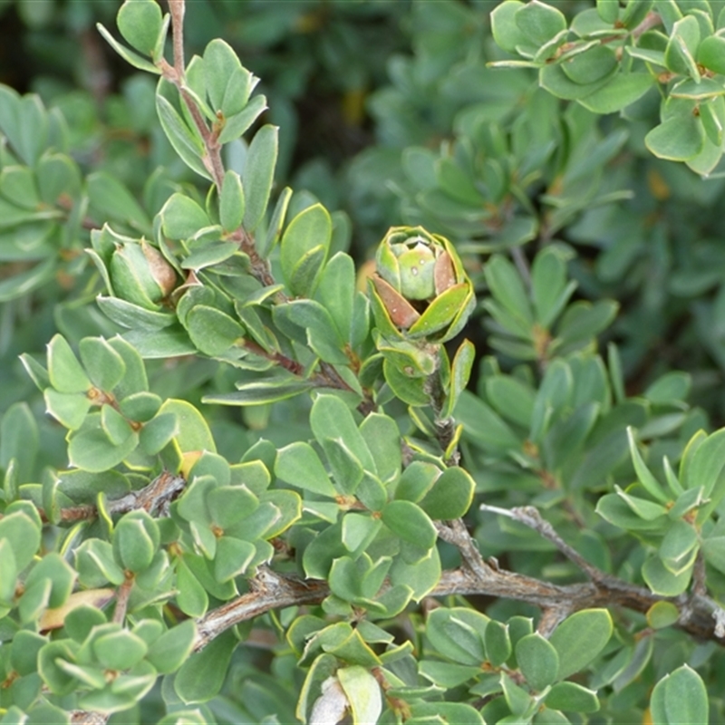 Leptospermum glaucescens