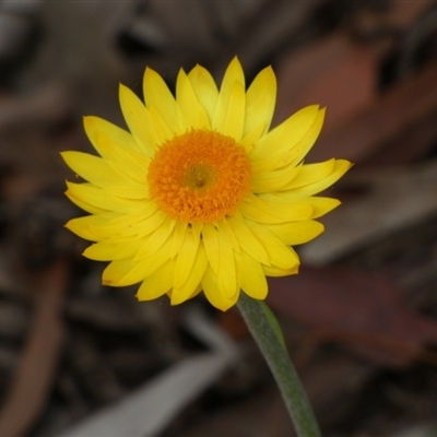 Xerochrysum sp. (North Stradbroke Island L.Durrington 675)