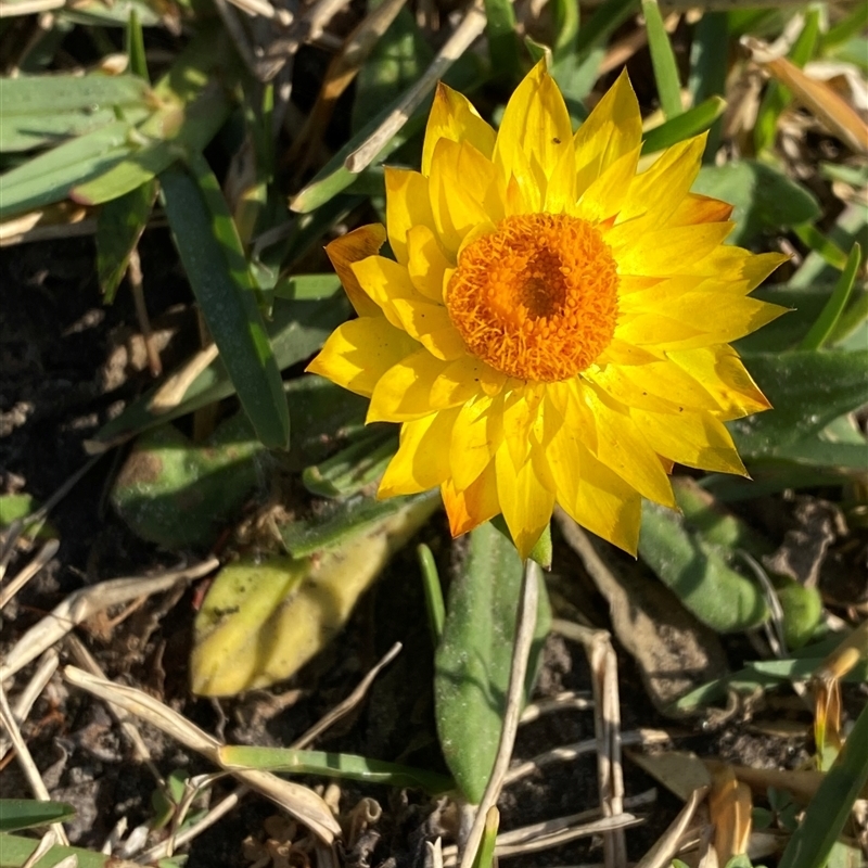 Xerochrysum sp. (North Stradbroke Island L.Durrington 675)