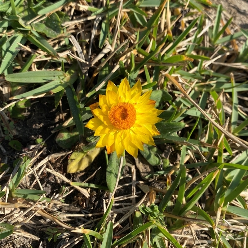 Xerochrysum sp. (North Stradbroke Island L.Durrington 675)