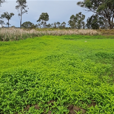 Persicaria sp.