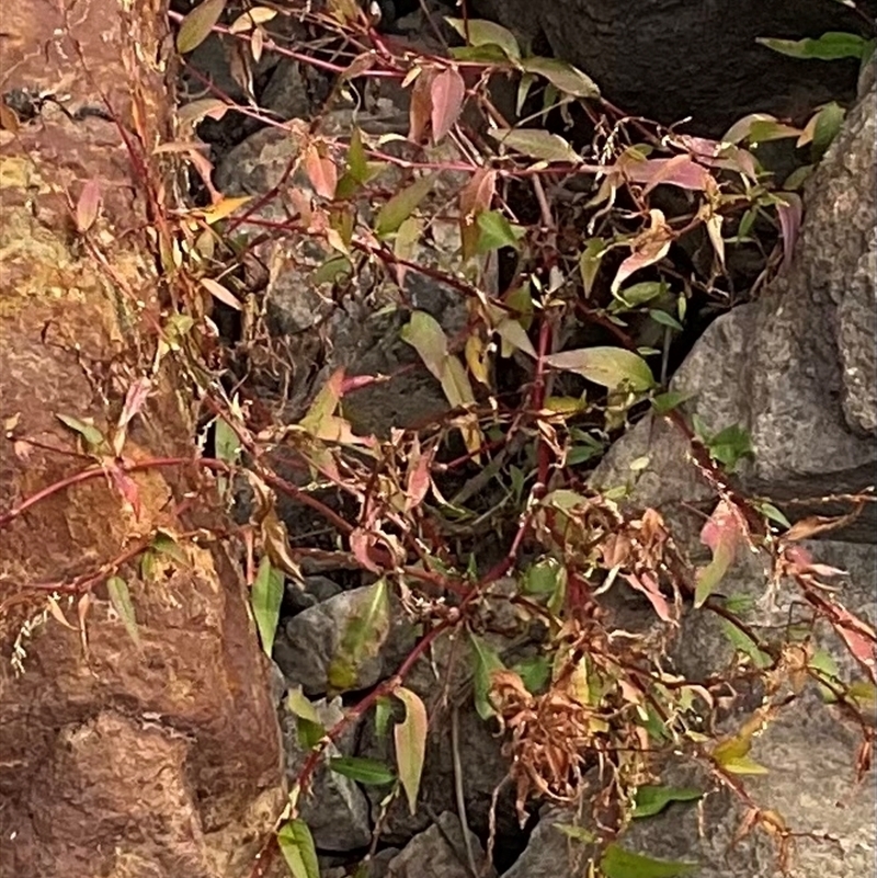 Persicaria sp.