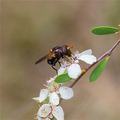 Cyphipelta rufocyanea