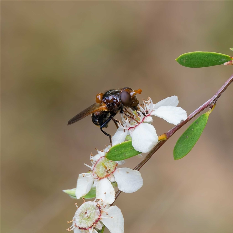 Cyphipelta rufocyanea