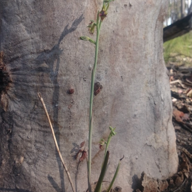 Calochilus montanus