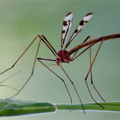 Gynoplistia (Xenolimnophila) fergusoni