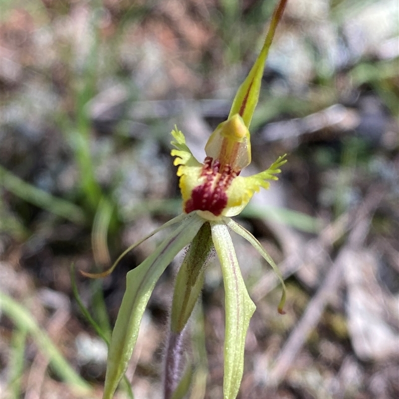 Caladenia sp. (hybrid)