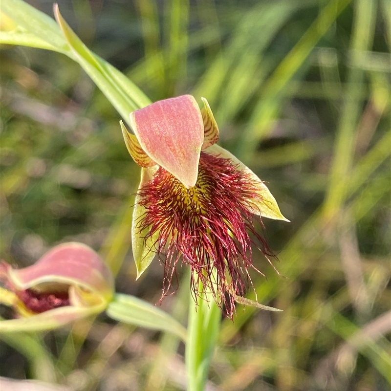 Calochilus paludosus