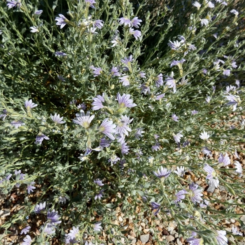 Scaevola parvibarbata