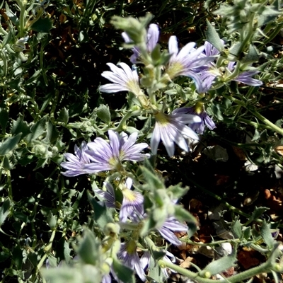 Scaevola parvibarbata