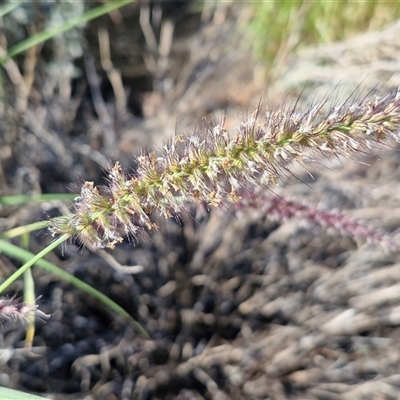 Cenchrus ciliaris