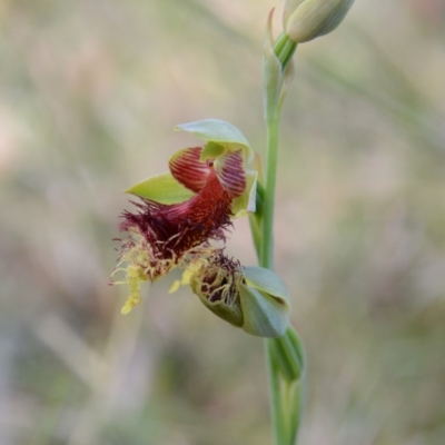 Calochilus pulchellus