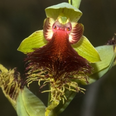 Calochilus pulchellus