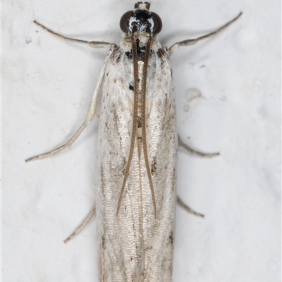 Pyraloidea (unidentified Pyraloid moth)