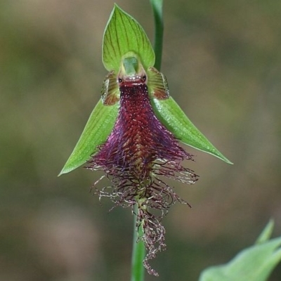 Calochilus robertsonii