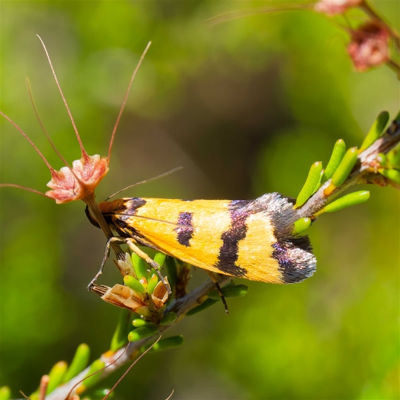 Sclerocris chalcoxantha