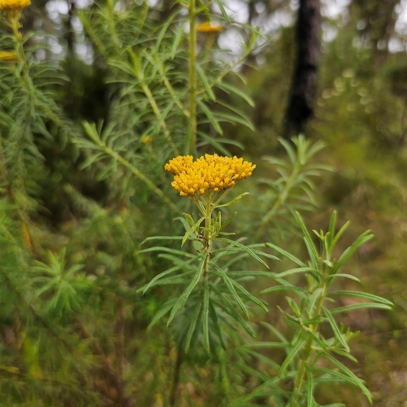 Cassinia telfordii