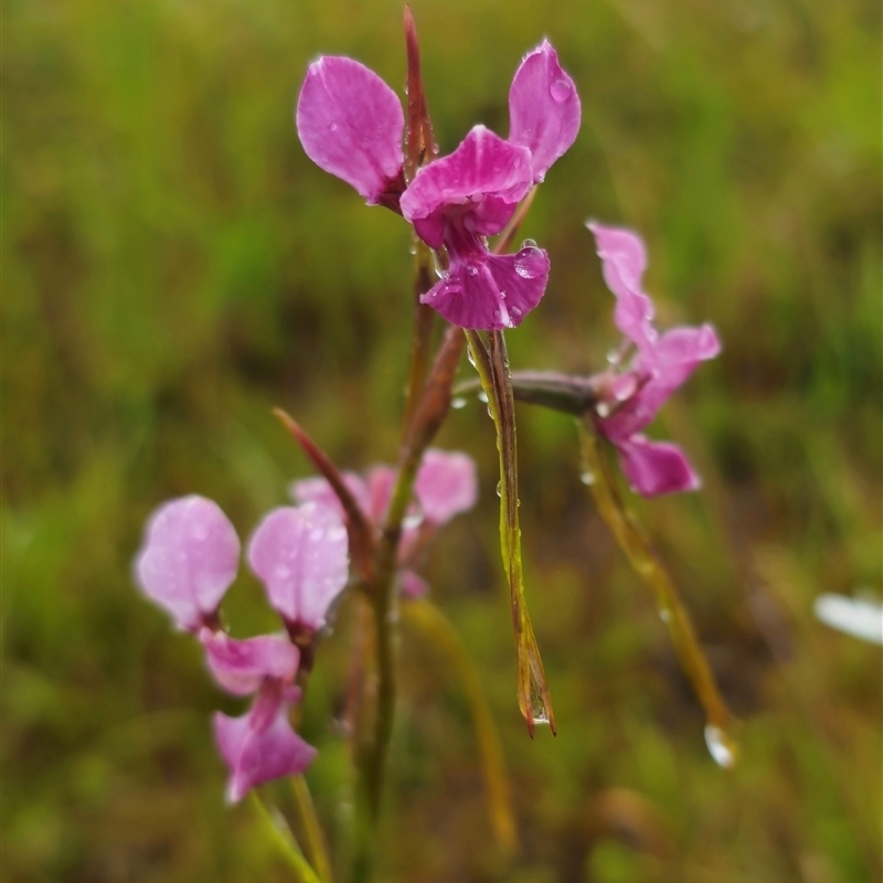 Diuris sp. aff. dendrobioides (Ebor)