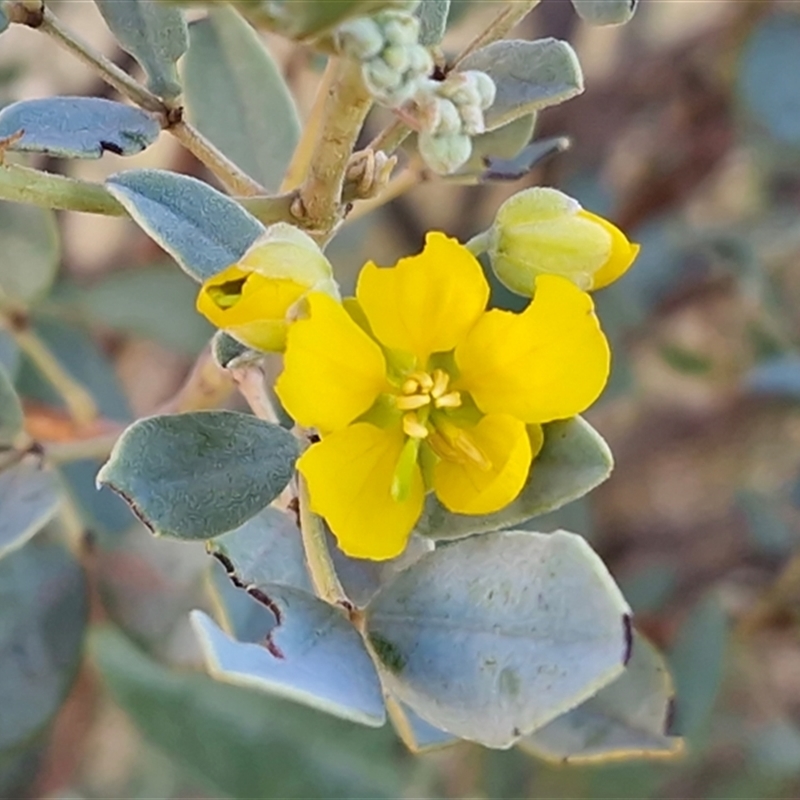 Senna artemisioides subsp. alicia