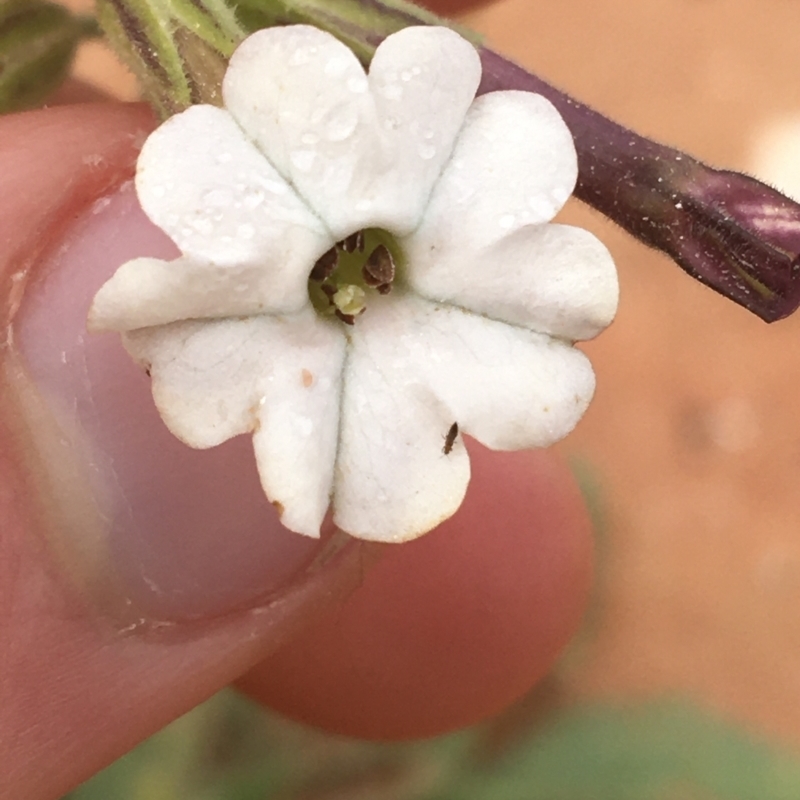 Nicotiana velutina