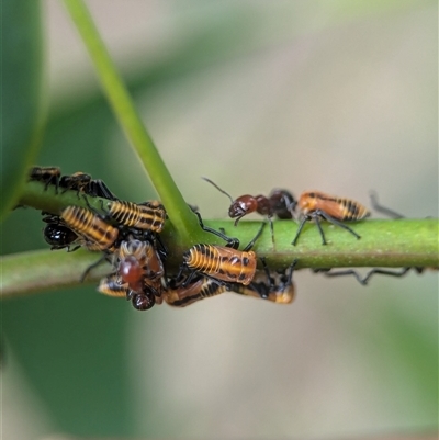 Monomorium / Chelaner (genus group)