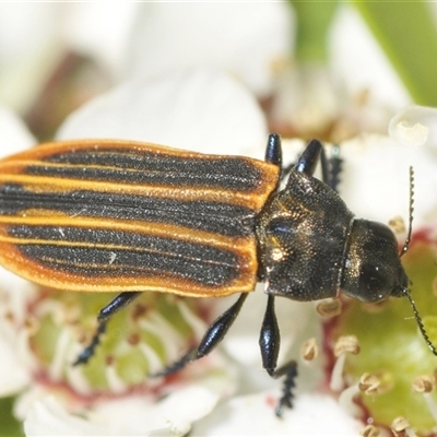 Castiarina praetermissa