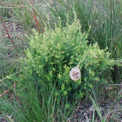 Bossiaea cinerea