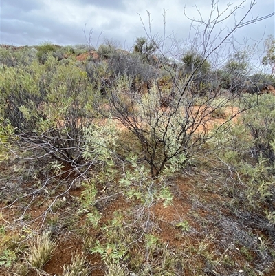 Senna glutinosa subsp. pruinosa