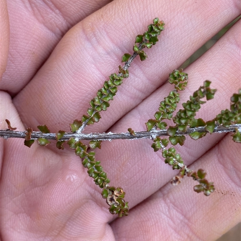 Sannantha cunninghamii