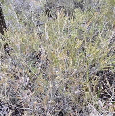 Melaleuca diosmatifolia