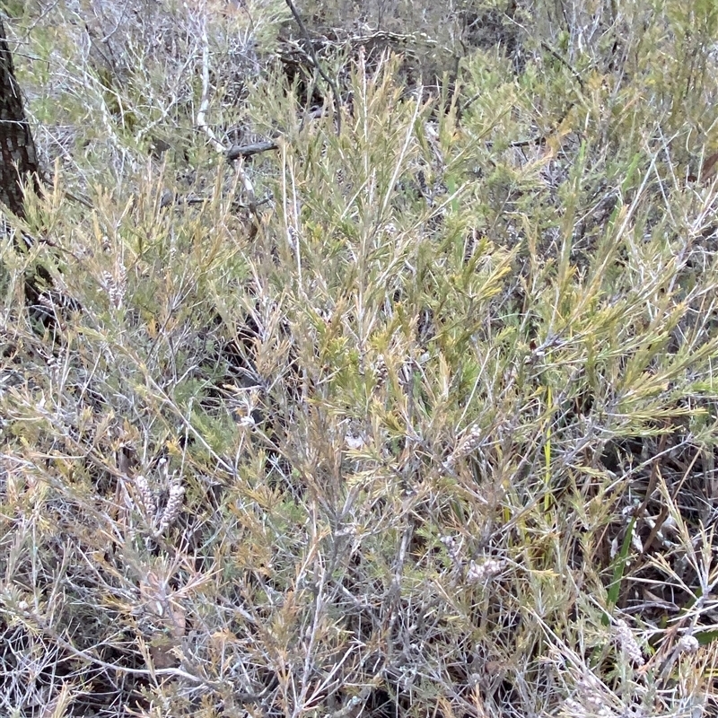 Melaleuca diosmatifolia