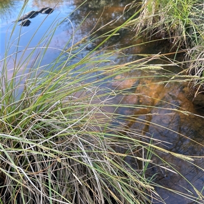 Carex iynx