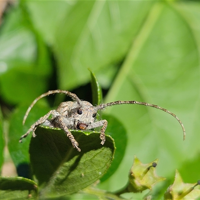 Rhytiphora neglecta