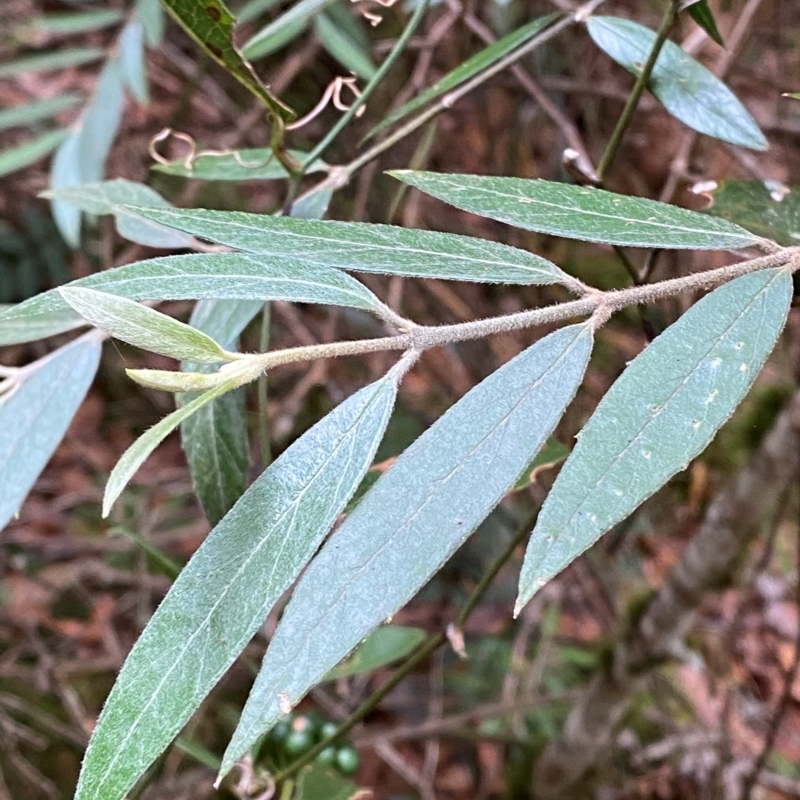 Atherosperma moschatum subsp. integrifolium