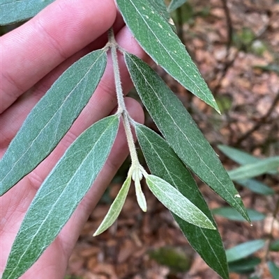 Atherosperma moschatum subsp. integrifolium