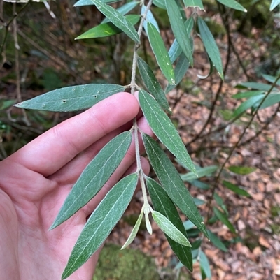 Atherosperma moschatum subsp. integrifolium