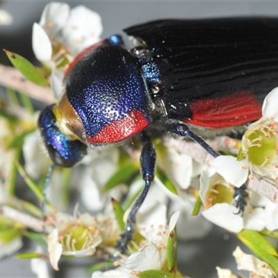 Temognatha rufocyanea