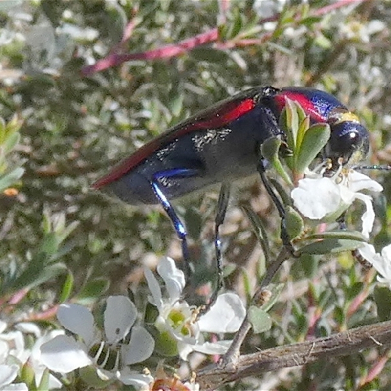 Temognatha rufocyanea