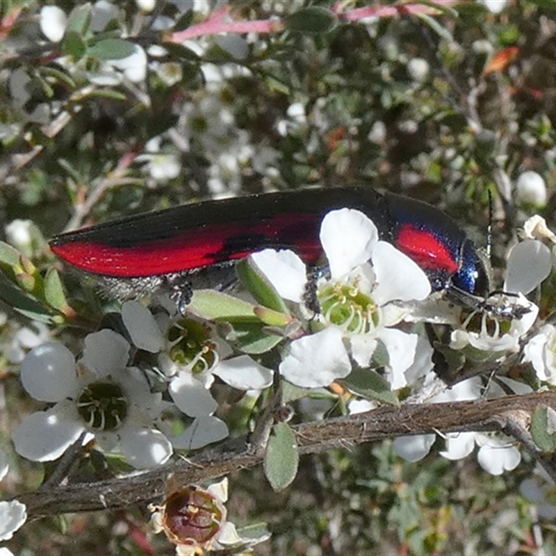 Temognatha rufocyanea