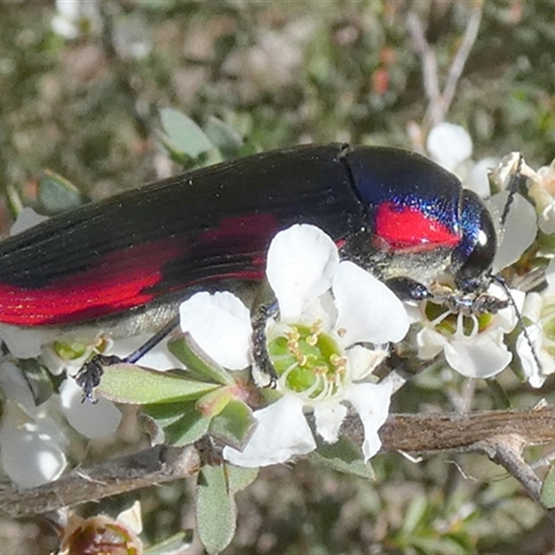 Temognatha rufocyanea