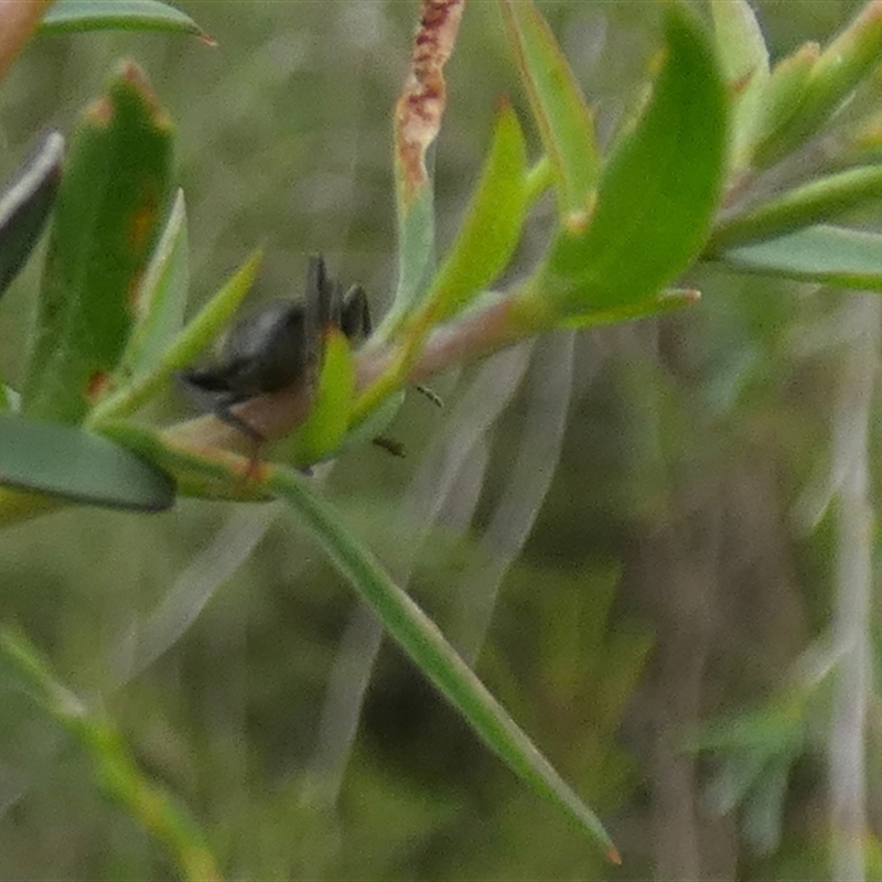 Lepturidea pascoei