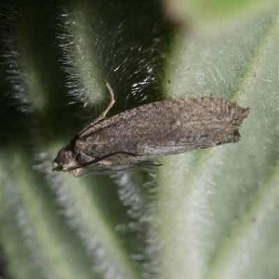 Holocola phaeoscia