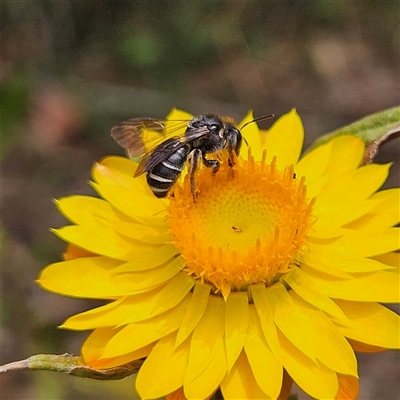 Lipotriches (Austronomia) moerens