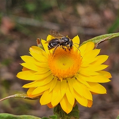 Lipotriches (Austronomia) moerens