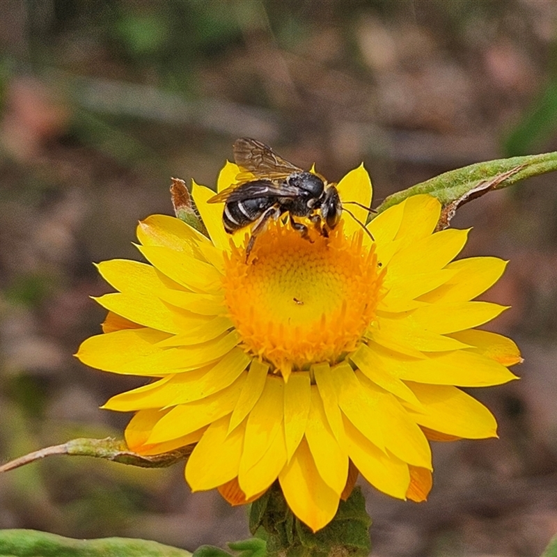 Lipotriches (Austronomia) moerens