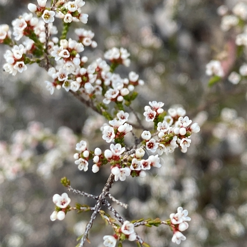 Micromyrtus sessilis